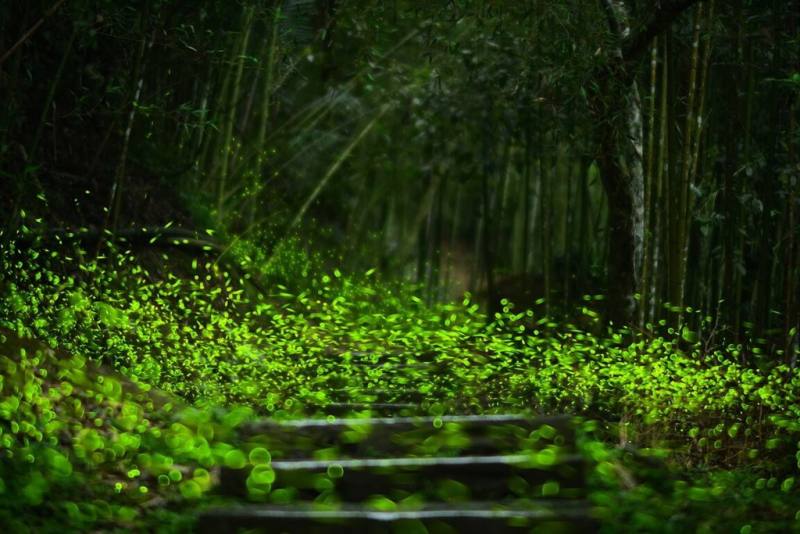 嘉義縣是全台擁有最多螢火蟲品種的縣市，文化觀光局指出，4月至6月為賞螢最佳時機，歡迎民眾到大阿里山區過夜，欣賞夢幻美景。圖為圓潭生態園區螢火蟲盛況。（嘉義縣府提供）