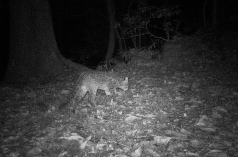 苗栗淺山是石虎重要棲地，以往調查資料苗栗縣僅竹南、南庄及泰安鄉無石虎拍攝紀錄，但近日林業及自然保育署新竹分署於南庄架設的紅外線自動相機首次捕捉記錄到石虎影像。（林保署新竹分署提供）