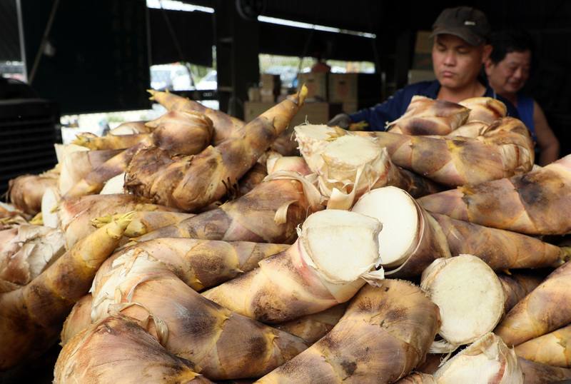嘉義縣是全台烏殼綠竹筍最大產地，農業處18日指出，大林鎮種植規模最廣，面積達800公頃，所產竹筍外殼呈淡黑綠色、表皮具絨毛，筍體筆直高大、肉質細緻，長年深受國內外市場青睞