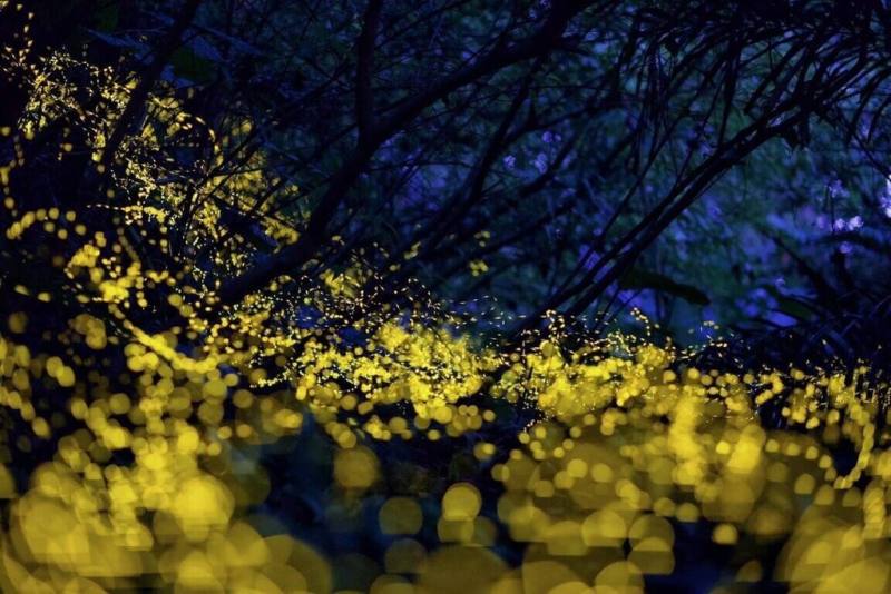 每年4月到5月是螢火蟲爆發季節，宜蘭縣政府與礁溪鄉公所分別推出賞螢導覽解說活動，邀請民眾欣賞夢幻螢光。（礁溪鄉公所提供）