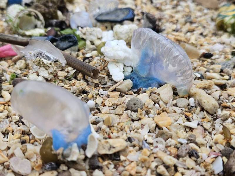 交通部觀光署北海岸及觀音山國家風景區管理處表示，近期於北部海岸潮間帶發現零星僧帽水母，已派員加強巡查，民眾無須過度恐慌，但仍需提高警覺，進行水域活動時多留意，如有發現不要觸摸。（北觀處提供）