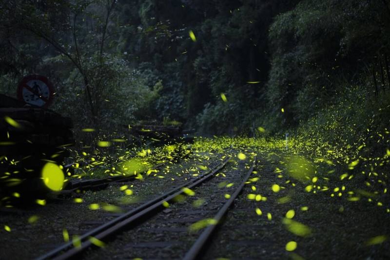 嘉義縣螢火蟲爆發，山區入夜處處可見螢光閃閃，4月至6月為賞螢最佳時機。圖為奮起湖螢火蟲飛舞美景。（嘉義縣府提供）