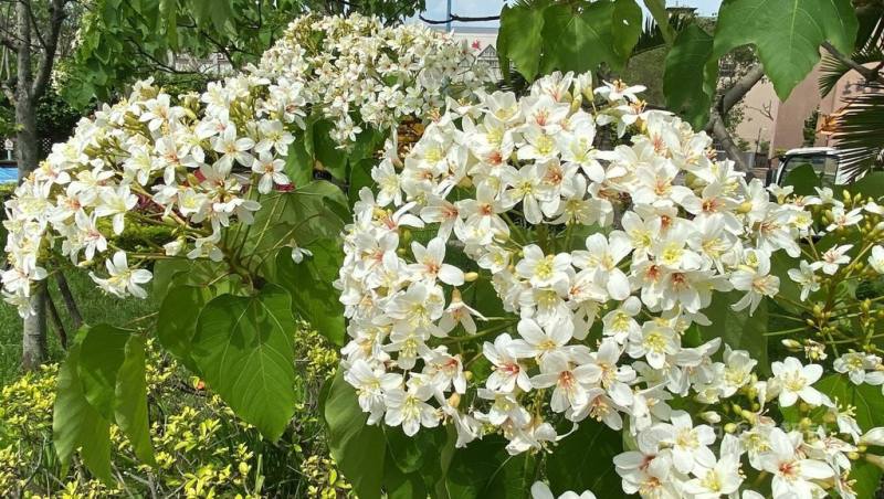 每年4、5月為桐花花期，2025新北市客家桐花祭19日起正式開跑，土城區公所前公園的桐花也正值盛開，美景吸睛