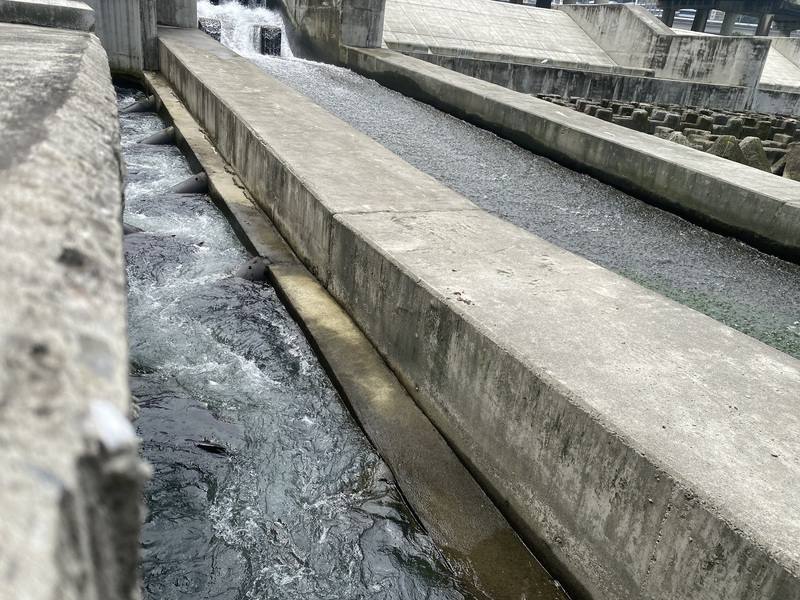 新北市水利局19日表示，新店碧潭堰因蘇迪勒颱風重創毀損，於重建時決定設計魚道（左），打通阻塞洄游46年的生態廊道，以滿足攀爬性及游泳性等洄游物種