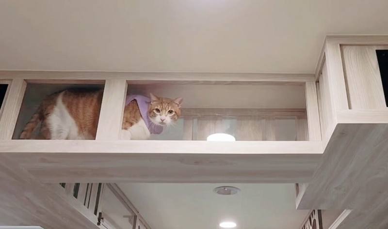 新北市政府動保處重新裝潢辦公室空間，將「貓道」融入天花板，打造立體貓咪遊樂場，有如喵星人基地。（動保處提供）