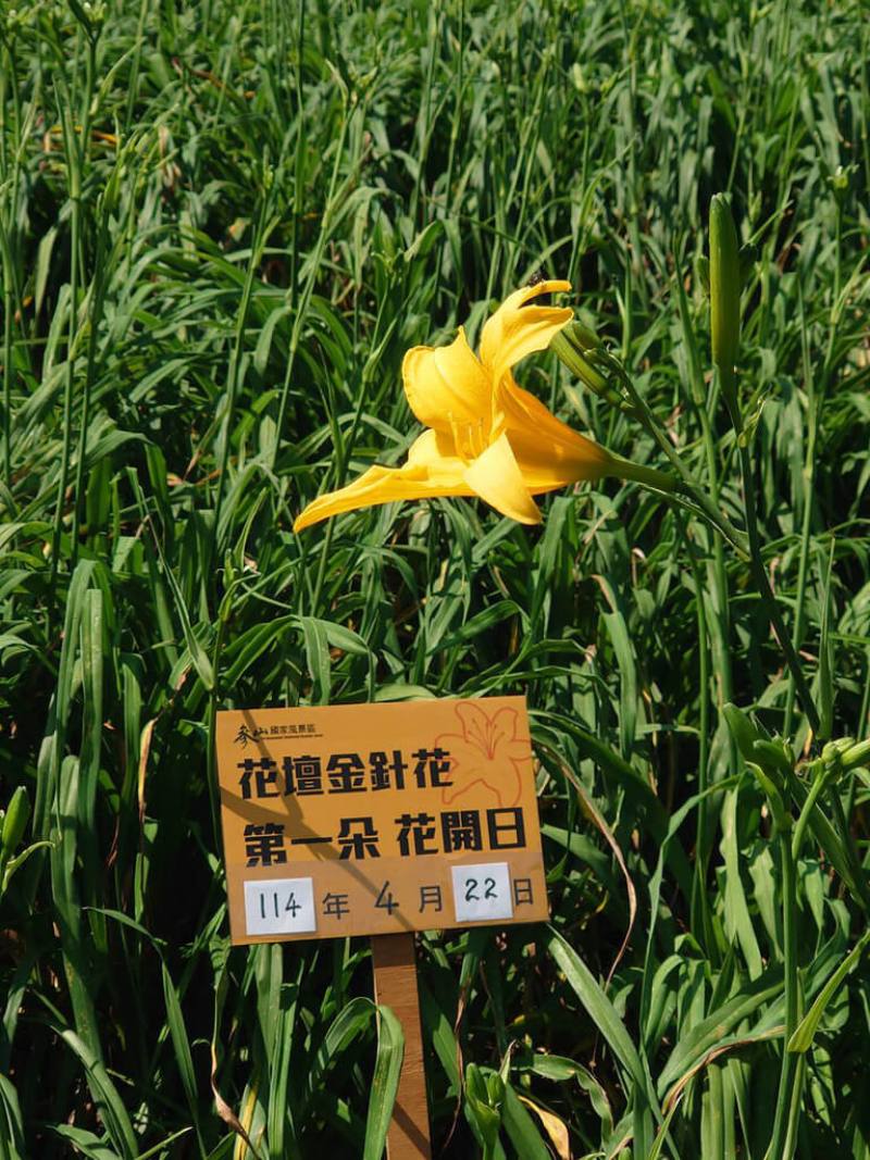 彰化縣花壇鄉虎山巖金針花22日一次分別開出3朵花，交通部觀光署參山國家風景區管理處表示，預計5月11日母親節左右，將迎來約30萬朵金針花盛開。（生態攝影師米諾斯提供）