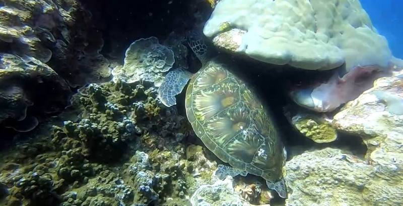 為了解台東綠島海域海龜族群與生態，海洋委員會海洋保育署與生態團體合作調查綠島周邊海域，記錄到5種逾80隻海龜。（趙仁方提供）