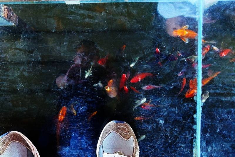 嘉義縣民雄鄉魚罐頭咖啡館架構在魚塭上，腳下可見鯉魚游來游去