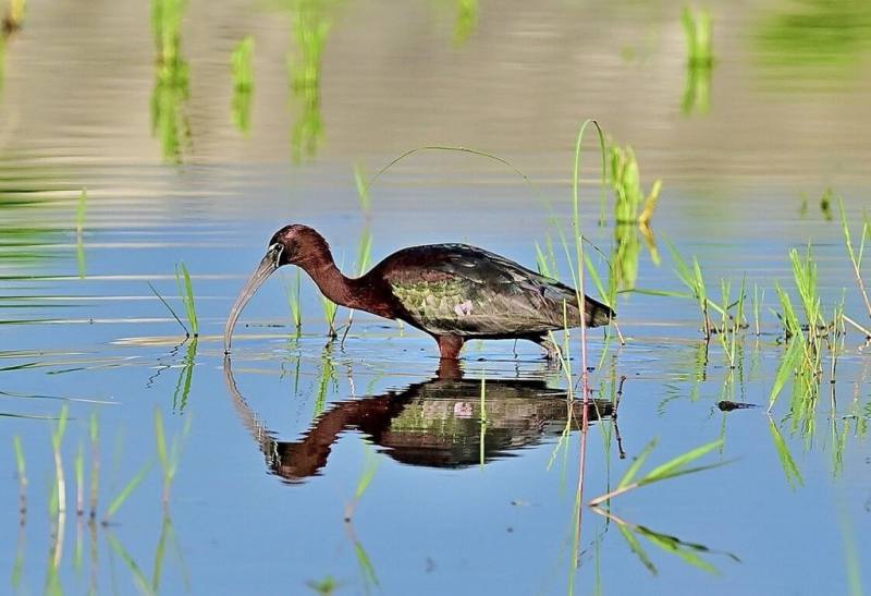 台東歐姓鳥友近日在知本魚塭周邊發現一隻罕見大鳥彩䴉，紅褐色身體及閃亮金屬綠翅膀相當絢麗。（台東鳥友提供）