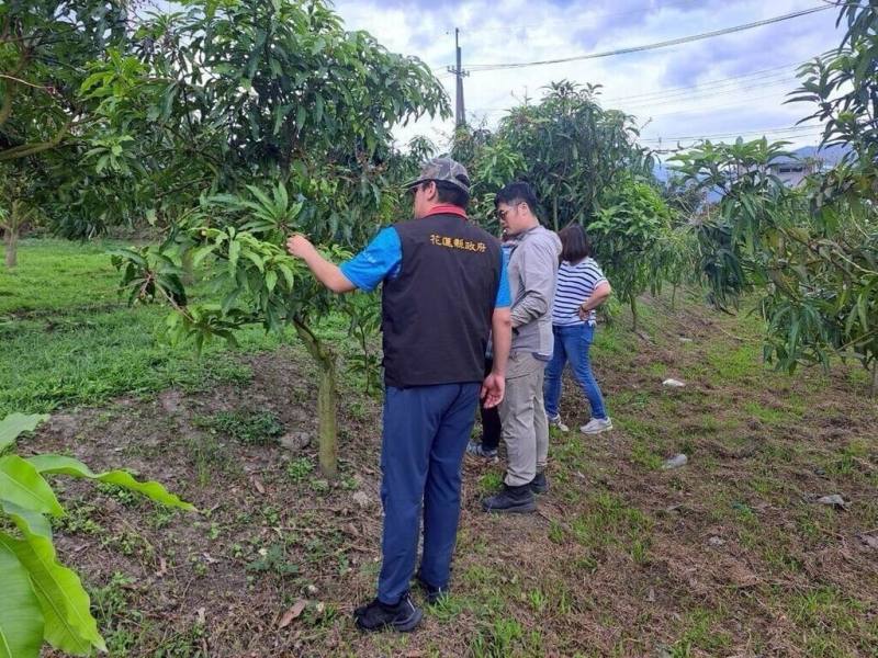 3月中旬低溫影響，花蓮玉里鎮、卓溪鄉、富里鄉改良種芒果產區，有開花不著果、果實畸形等遲發性災情，農業部公告為天然災害現金救助地區，救助額度為每公頃新台幣10萬元，自4月23日起至5月6日止受理申請。（花蓮縣政府農業處提供）