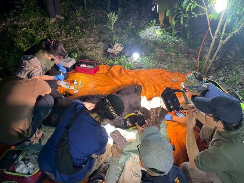 連日侵擾花蓮卓溪部落的黑熊不僅偷吃民眾飼養雞隻，還掠食4隻家犬，林保署與族人組隊巡護及驅趕，21日晚間目擊黑熊再度掠食犬隻，且黑熊作勢攻擊人，隊員隨即開一槍，黑熊中槍後因傷重以深度麻醉人道處理。（林業及自然保育署花蓮分署提供）