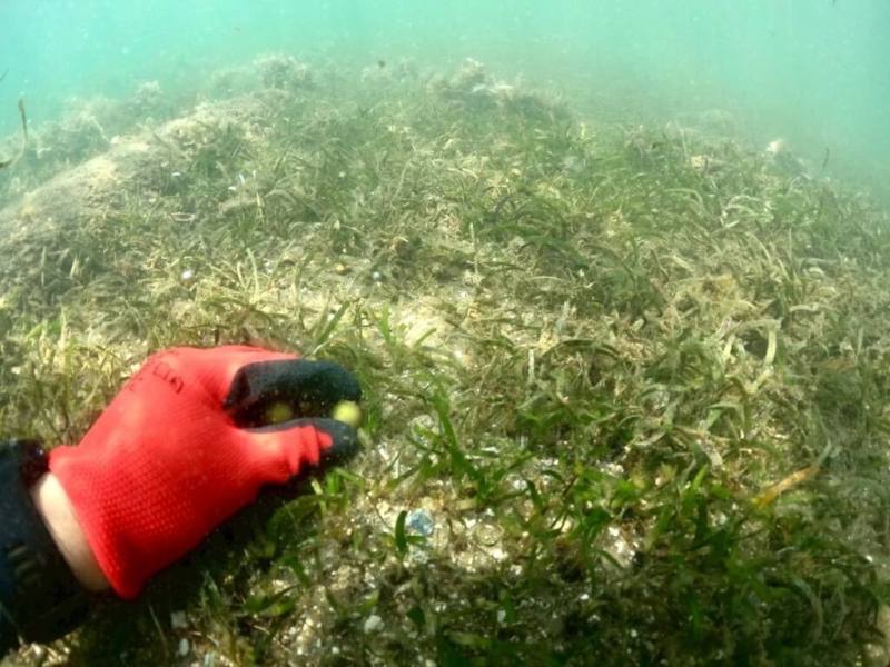 好好善待動物協會與農業部水產試驗所東部中心等推動台灣本島海草復育計畫，4月中旬起在屏東海口港採集海草果實。（好好善待動物協會提供）