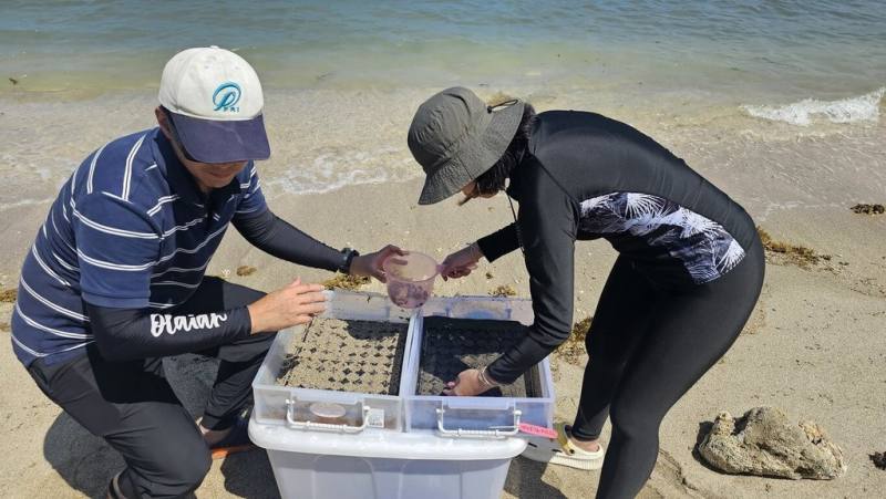 台灣本島海草復育計畫由好好善待動物協會等推動，於22日世界地球日達成種下1000顆泰來草種子目標。（好好善待動物協會提供）