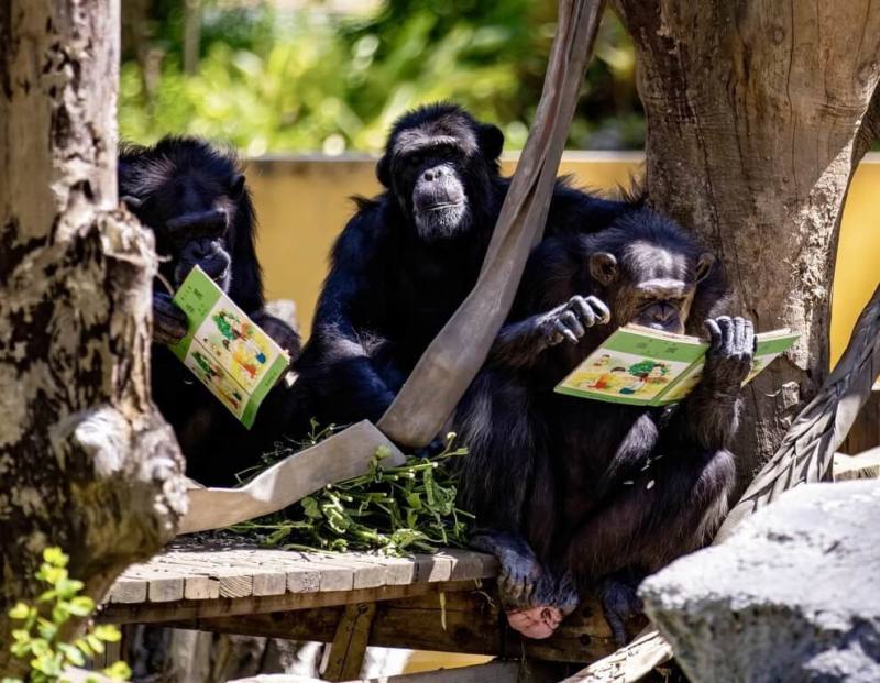 響應4月23日世界閱讀日，高雄壽山動物園發揮創意，為黑猩猩設計可食用書本。（高雄市觀光局提供）