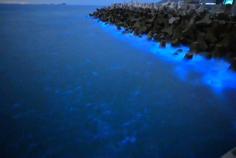 春季以自然景觀「藍眼淚」著名的馬祖，22日晚間，連江縣南竿鄉、莒光鄉、北竿鄉多處海岸都出現今年首度大量藍眼淚觀測紀錄。圖為莒光鄉東莒的民宿業者拍攝的藍眼淚。（東莒船老大民宿鄭智新提供）