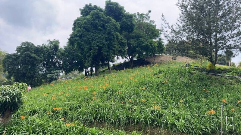 位於嘉義縣竹崎鄉義隆村的「阿拉伯的粉紅村」園區內種植金針花，目前逐步開著橘紅色的花。（葉志紘提供）