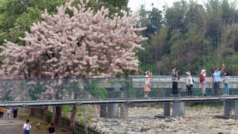 嘉義竹崎親水公園內百株花旗木沿牛稠溪畔綻放，遊客在橫跨牛稠溪的吊橋上拍粉紅美景