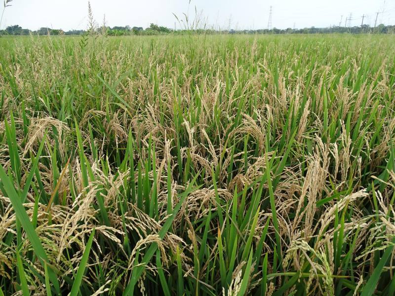 罹患穗稻熱病形成白穗