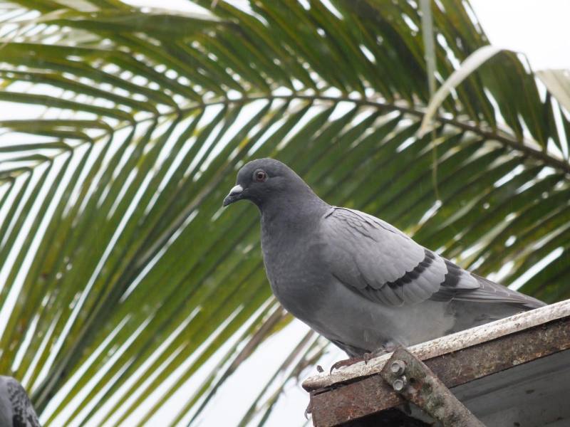 外來鳥種多偏好邊緣密度高的破碎化環境，降低地景破碎程度有助於減緩外來鳥種擴張