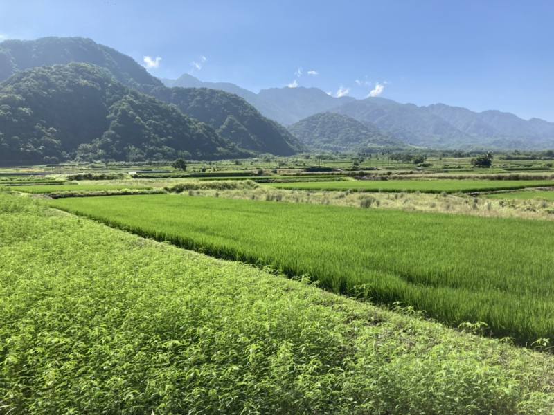 花蓮縣玉里鎮春日部落的水稻田，維護田埂植栽，也能提供田間野生動物棲息