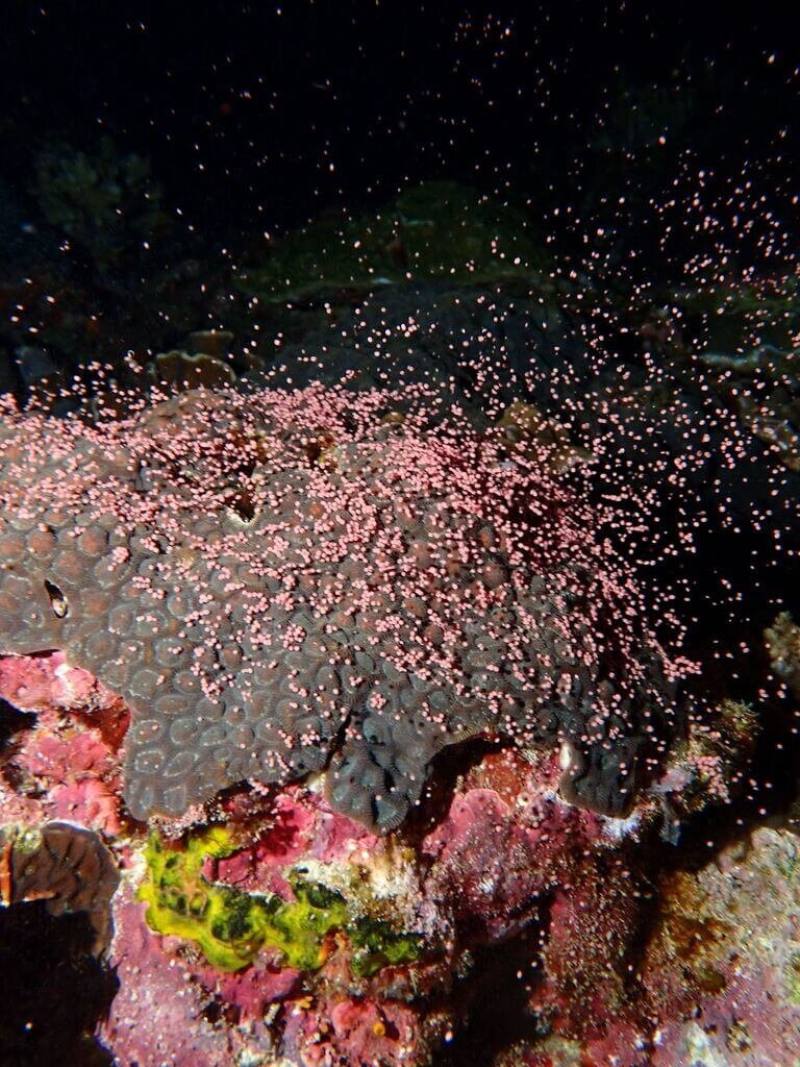 中央研究院生物多樣性研究中心25日表示，經人員觀察，發現2025年台東綠島海域珊瑚產卵狀況還不錯，已有10%珊瑚開始產卵，預估會在5月13日滿月後的第5天開始爆發，也就是5月18日至20日將進入綠島珊瑚產卵最高峰。（中央研究院生物多樣性研究中心林哲宏實驗室提供）