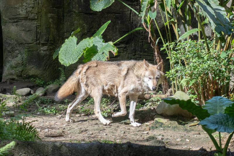 台北市立動物園26日表示，近期許多動物開始進入換毛期，例如灰狼「沃夫」正褪去冬季保暖用的內層毛，所以全身上下不時都掛著毛團。（台北市立動物園提供）