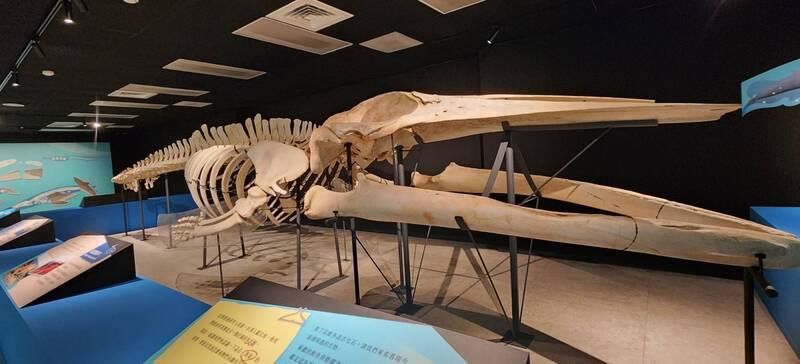 澎湖化石館26日開幕，全新規劃常設展「澎湖水道傳奇」，展出遠洋巨鯨「布氏鯨」等大型動物化石。