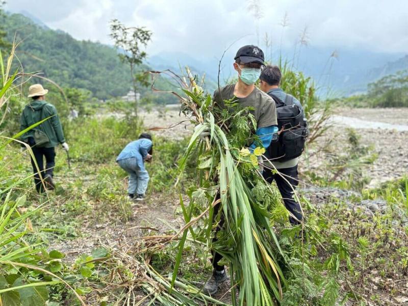 高雄市楠梓仙溪下游沿岸已發現外來種植物入侵跡象，農業局26日舉辦移除活動，共移除達2000公斤外來入侵植物。（高雄市農業局提供）
