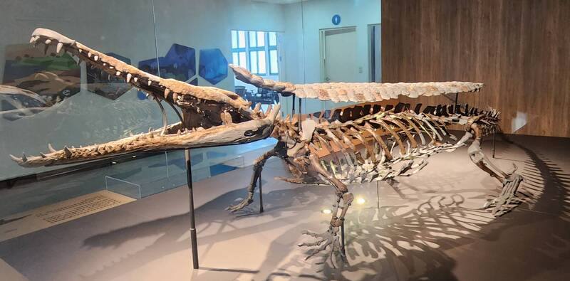 澎湖化石館26日開幕，全新規劃常設展「澎湖水道傳奇」，展出國寶級化石「潘氏澎湖鱷」。