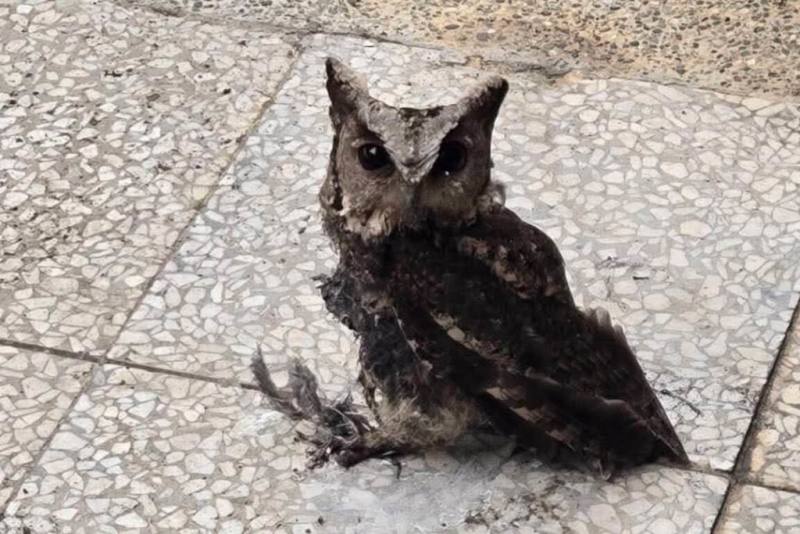 桃園市野鳥學會28日表示，鳥類的糞便會散播許多病原，造成環境污染，有幼兒園為防止鳥類停棲，請廠商在屋頂塗上黏性更勝黏鼠板的新型防鳥塗料，沒想到隔天卻發現一隻身上沾滿塗料、無法飛行的領角鴞。（社團法人桃園市野鳥學會提供）