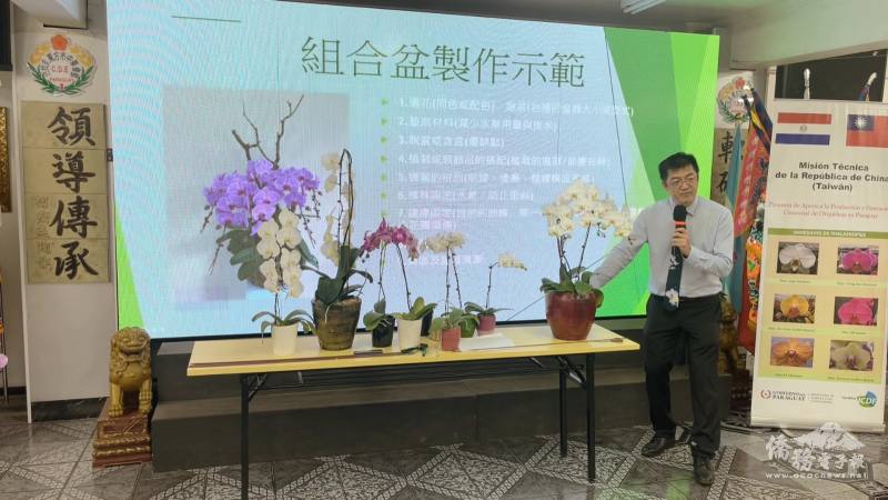 除了蝴蝶蘭相關知識，王建勝還示範如何將買回來的蘭花組合成盆栽
