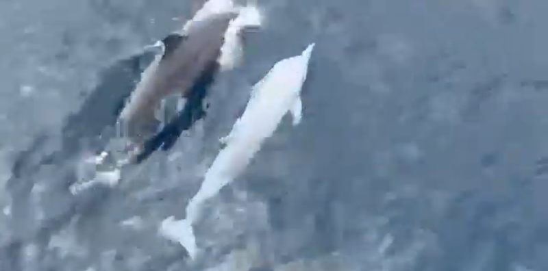 Rare albino dolphin sighted in Yilan