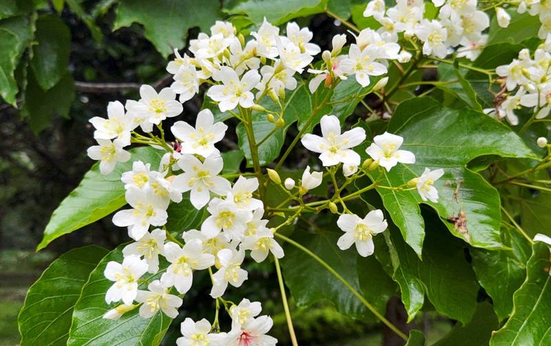 苗栗縣銅鑼客家大院近萬棵油桐樹逐漸開花，預計5月1日至母親節將出現花況大爆發，美景可期。