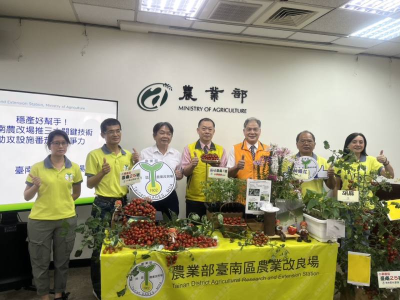 台南區農改場發表新品種小果番茄「台南25號」，沒有「玉女」那麼甜，且價格更親民，預計後年上市。(圖/陳林幸虹 攝)