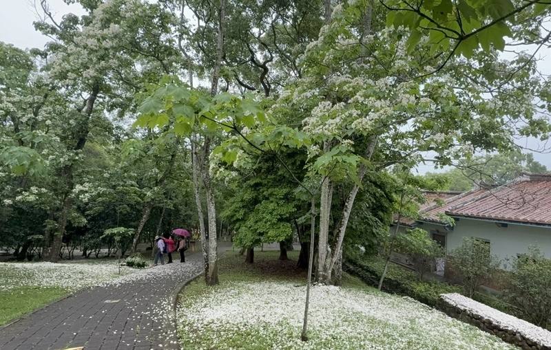 苗栗縣銅鑼客家大院近萬棵油桐樹逐漸開花，園區是公園式的開闊環境，有步道可供漫遊，雪白花朵不時隨風飄落，景緻宜人。