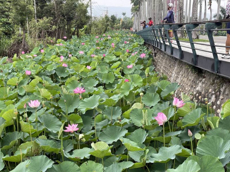 中興新村的荷花正在綻放，國發會5月3日舉辦中興新村「野起來」，邀請民眾參加賞荷、野餐、創生市集系列活動，還能觀賞荷花池畔華麗登場的多元服飾走秀。（國家發展委員會提供）