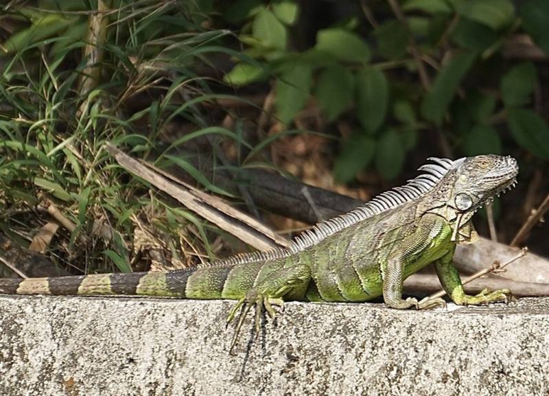 農業部2025年起全面啟動高強度移除綠鬣蜥行動。林業及自然保育署統計，截至目前，全國已累計移除綠鬣蜥3萬6543隻，是去年同期的3倍。（中央社檔案照片）