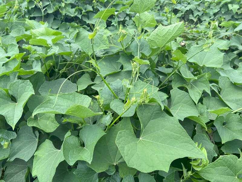 龍鬚菜是花蓮縣吉安鄉一項重要的經濟蔬菜，為全國最大產區，也是大台北地區夏季蔬菜的重要來源，農糧署東區分署推動產銷履歷制度，確保品質佳、保障食安。