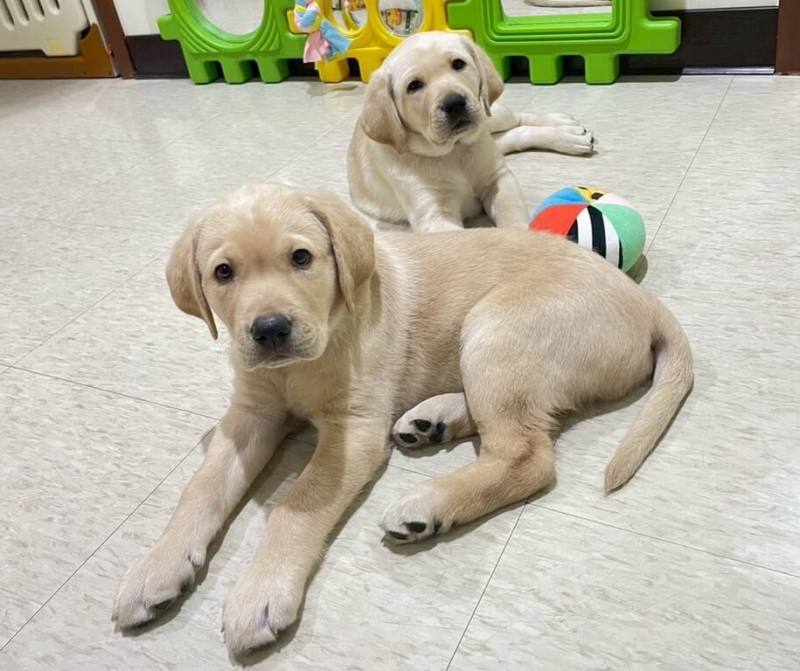 惠光導盲犬學校於4月30日及5月1日已順利將校內10隻同胎所出的拉布拉多幼犬送往各地寄養家庭，進行社會化訓練。圖前其中一隻名為Coconut的雄性幼犬。（惠光導盲犬學校提供）