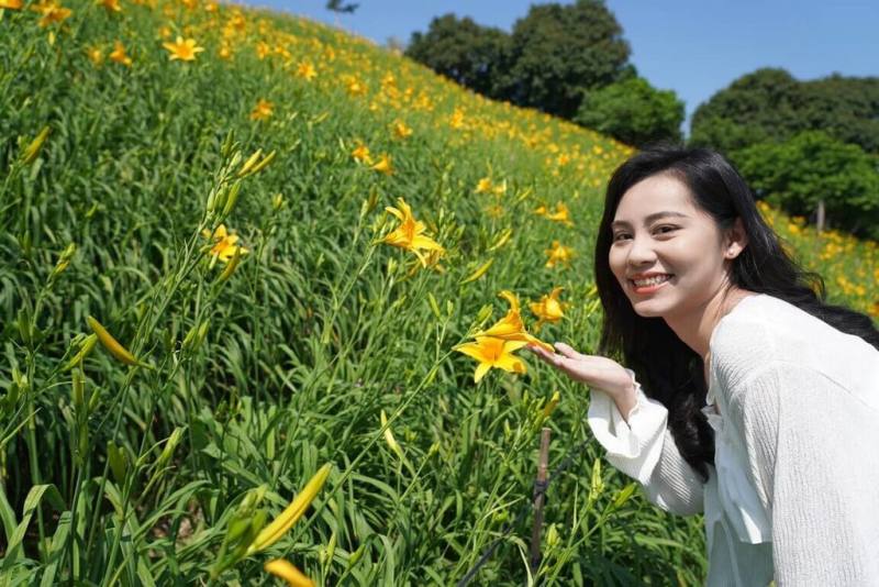 彰化縣花壇虎山巖金針花海每年吸引大量遊客到訪，交通部觀光署參山國家風景區管理處與虎山巖管理委員會2日宣布花季開幕，將持續至7月。（參山國家風景區管理處提供）