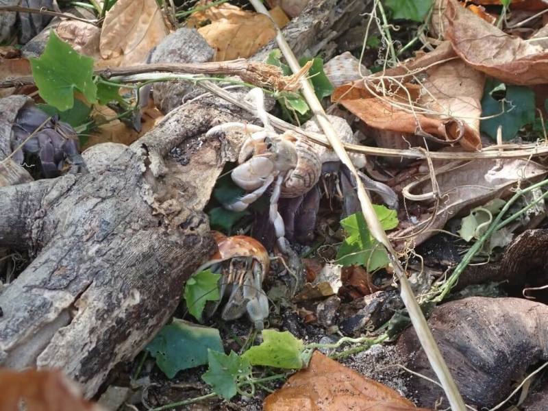 國家海洋研究院2024年在太平島採樣研究陸寄居蟹，經形態及DNA分析，發現島上主要有3種陸寄居蟹，當中又以皺紋陸寄居蟹（圖）為最優勢種類，調查期間記錄將近600隻，有81%個體揹負蠑螺殼，13%揹負其他種類的海螺殼，僅有6%揹負非洲大蝸牛殼。（國海院提供）