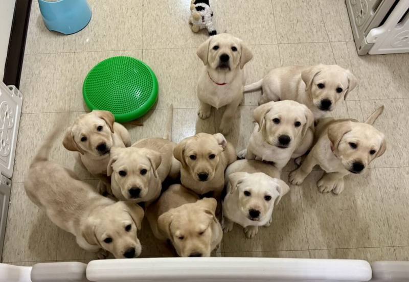 惠光導盲犬學校1日表示，由香港導盲犬協會交換生Donut所產下的10隻拉布拉多幼犬展開寄養家庭生涯，這兩天分別搭乘訓練車送至高雄、新竹、桃園、新北10處寄養家庭。（惠光導盲犬學校提供）