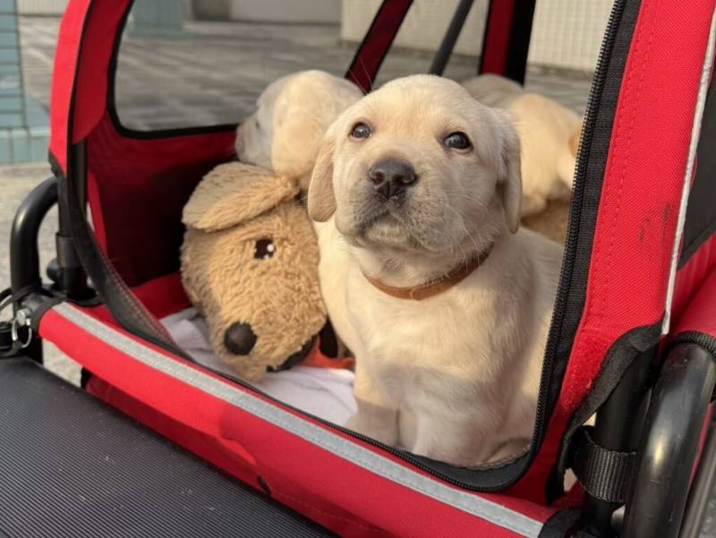 惠光導盲犬學校日前喜迎單胎10隻拉布拉多幼犬，是惠光成立以來單胎幼犬數最多紀錄；10隻小狗已於4月30日及5月1日送往寄養家庭，將歷經1年的社會化訓練與基礎生活習慣養成，以適應人類社會環境。（惠光導盲犬學校提供）