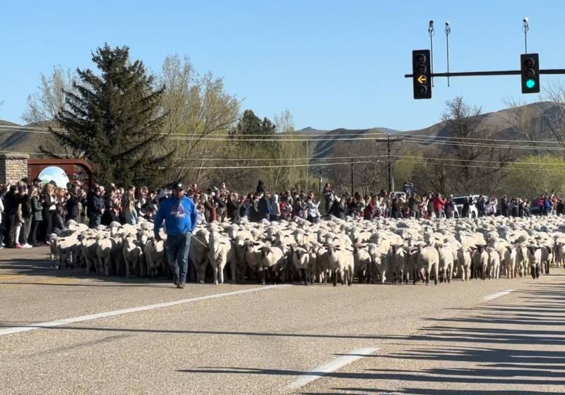 毛茸茸的隊伍浩浩蕩蕩