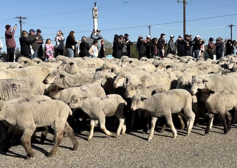 2500隻羊穿越55號公路