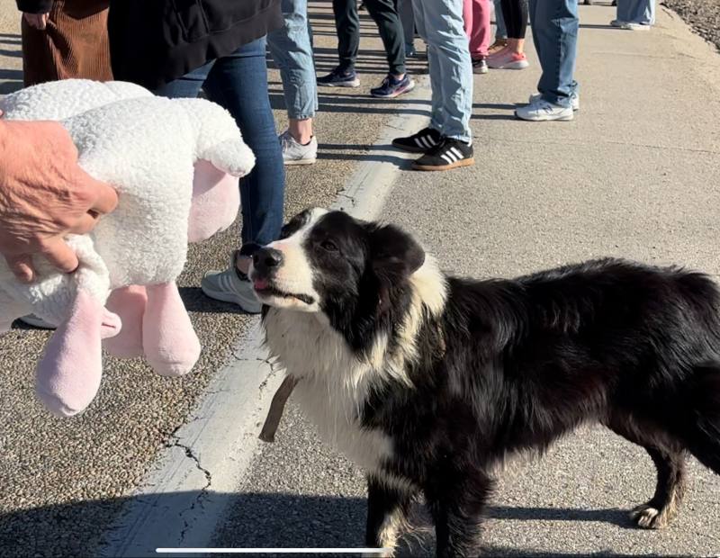 牧羊犬來確認我的羊是不是牠的羊
