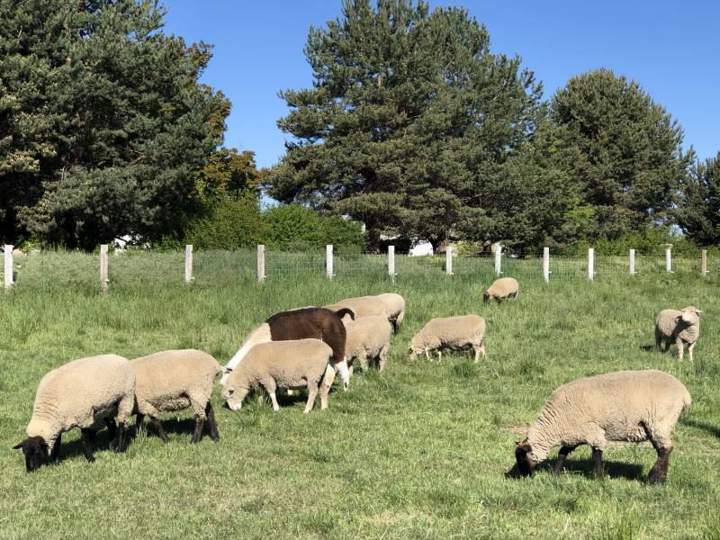 市區的小型羊牧場