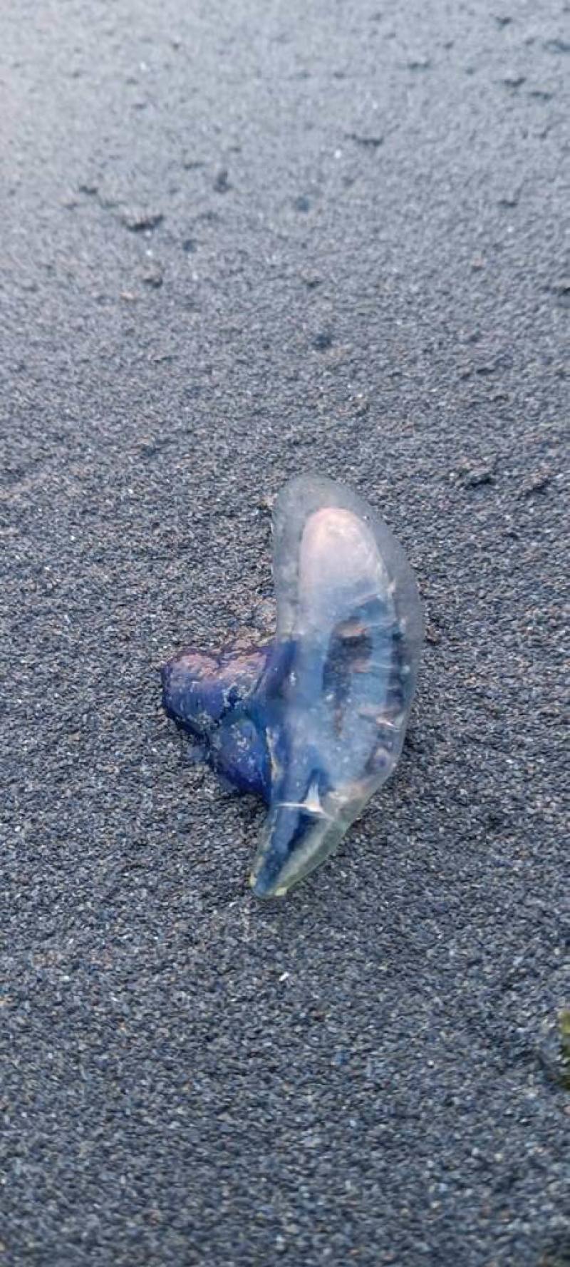 高雄西子灣近日被發現有數隻疑為僧帽水母的生物，高雄市海洋局緊急貼出警示公告，提醒民眾僧帽水母帶有劇毒、切勿觸碰，並避免靠近水域。（高雄市海洋局提供）