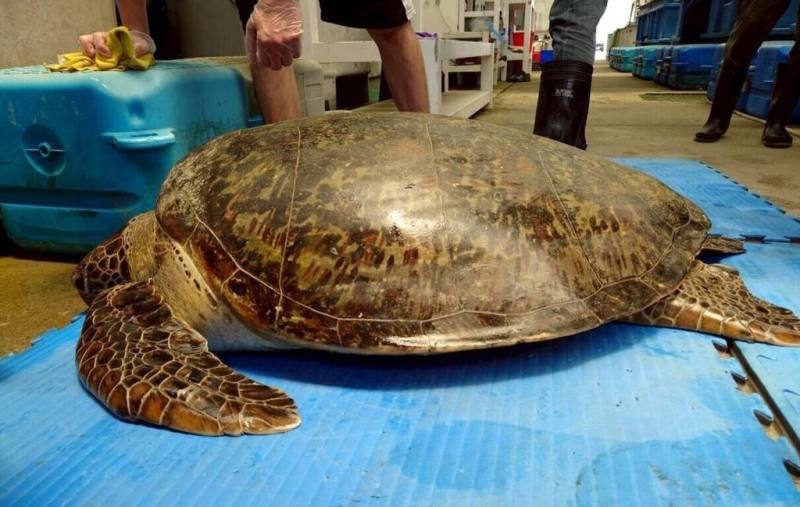 一隻保育綠蠵母龜3日晚間被遊客發現擱淺七美西海岸消波塊間，經救援暫留在水試所澎湖海龜救護收容研究中心進行檢測觀察，若狀況良好，將盡速野放。（水試所澎湖漁業生物研究中心提供）