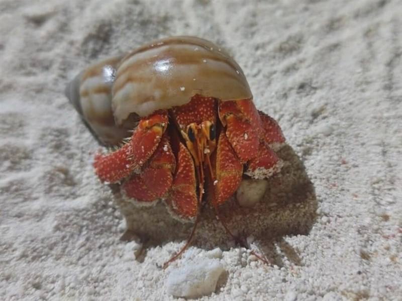The land hermit crab Coenobita perlatus. Photo courtesy of the National Academy of Marine Research